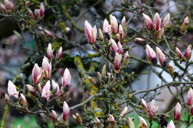 Baharın ilk zamanlarında bahçede manolya çiçekleri