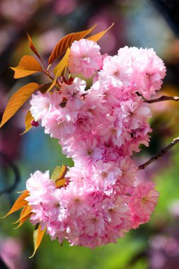 Çiçek açan sakura 'nın pembe çiçekleri ya da Japon kiraz ağacı