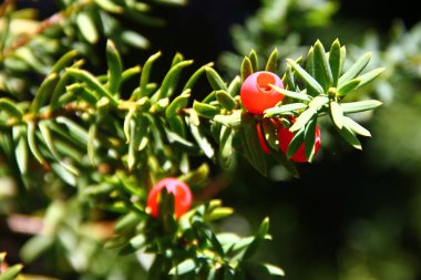 Porsuk ağacı ya da kırmızı dutlu Taxus baccata.