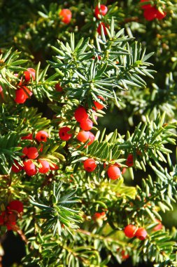 Porsuk ağacı ya da kırmızı dutlu Taxus baccata. 