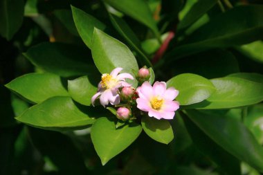 Rose cactus, or Pereskia grandifolia flowers in a garden clipart