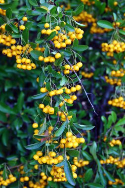 Pyracantha coccinea, ya da kırmızı ateş dikenli, parlak turuncu böğürtlenli popüler bir bahçe çalısı.