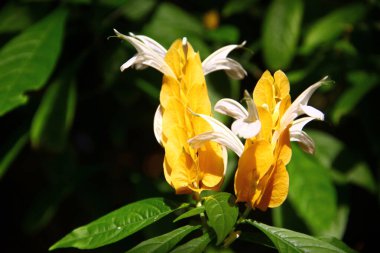 Golden shrimp plant, or Pachystachys lutea flowers in a garde clipart