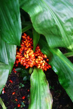 Palisota bracteosa fruits in a garden clipart