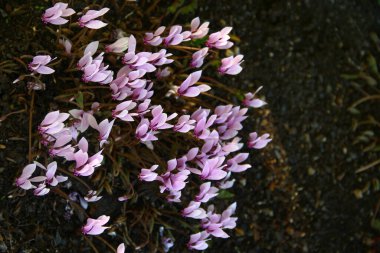 Ivy-leaved cyclamen, or Cyclamen hederifolium flowers in a garden clipart