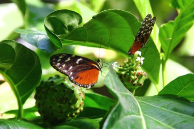 Tawny Coster, veya Acraea terpsichore kelebekleri Noni bitkisinin dalında ya da Morinda citrifolia