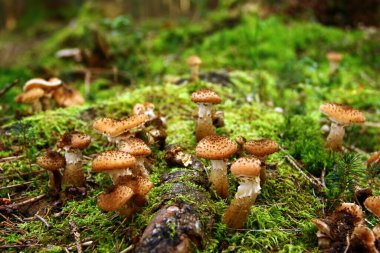 Ormanda Armillaria mellea mantarları