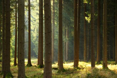 A fir forest in Vogtland, Saxony, Germany, with towering trees and lush greenery. This tranquil landscape offers a glimpse into the region's rich natural beauty and biodiversity. clipart