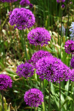 Dev soğan çiçeği, ya da bir gardda Allium giganteum.