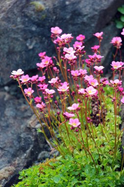 İrlanda saksafonu ya da bahçedeki Saxifraga gülleri.