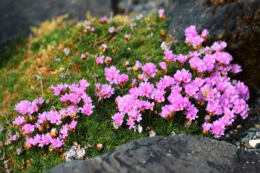 Ardıç ağacı ya da bahçedeki Armerya ardıç çiçekleri.