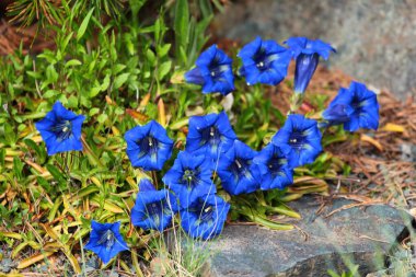 Trompet jandarması ya da Gentiana dinarica çiçekleri.