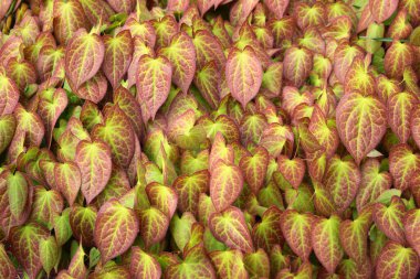 Baharda Renkli Epimedium Yaprakları