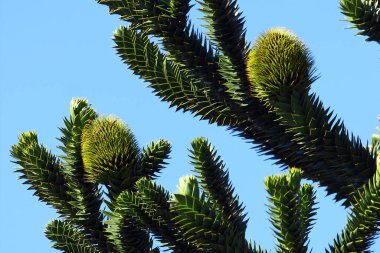 Keskin yapraklar ve maymun yapboz ağacının genç konileri, nesli tükenmekte olan kozalaklı Araucaria araucana.