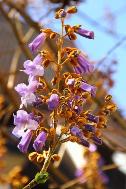 Paulownia ağacı, bahar güneşinin altında açan mor çiçeklerle dolu.