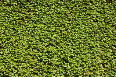 Yoğun yeşil sarmaşıklar duvarı doğal bir şekilde kaplıyor.