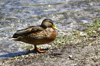 Mallard Ördeği Su Kıyısında Duruyor