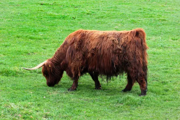Dağlık inek kırsaldaki yemyeşil bir çayırda huzur içinde otluyor.