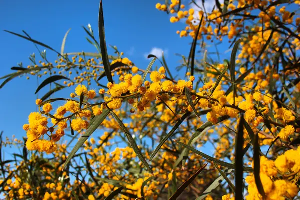 İnce yeşil yaprakların arasında açan altın gagalı çiçekler.