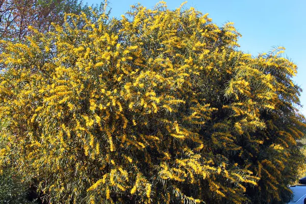 İnce yeşil yaprakların arasında açan altın gagalı çiçekler.