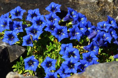Parlak Mavi Gentiana çiçekleri (Gentiana acaulis) Alp Kayaları arasında çiçek açıyor