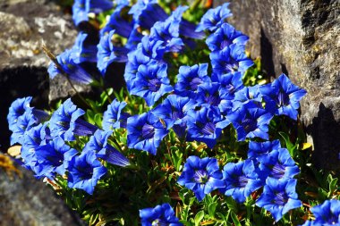 Parlak Mavi Gentiana çiçekleri (Gentiana acaulis) Alp Kayaları arasında çiçek açıyor