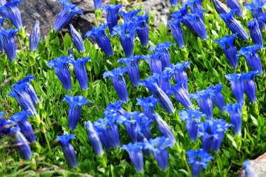 Parlak Mavi Gentiana çiçekleri (Gentiana acaulis) Alp Kayaları arasında çiçek açıyor
