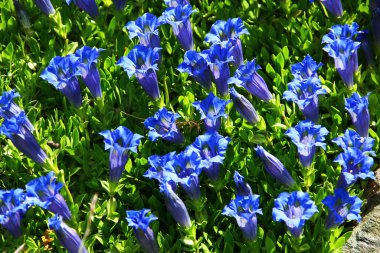 Parlak Mavi Gentiana Çiçekleri (Gentiana dinarica) Alp Kayaları Arasında Çiçek Açar