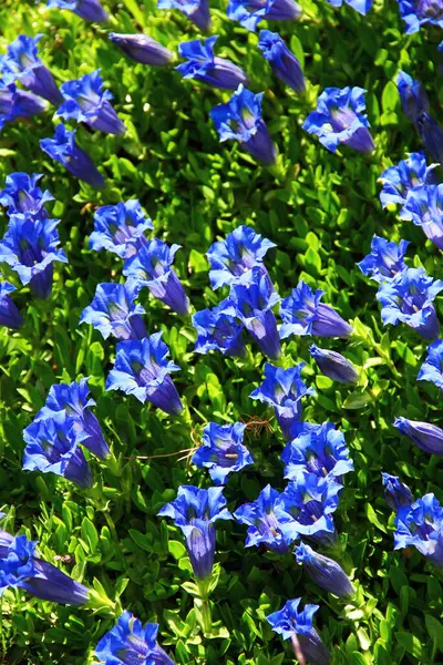 Parlak Mavi Gentiana çiçekleri (Gentiana acaulis) Alp Kayaları arasında çiçek açıyor