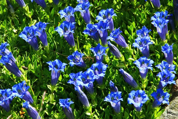 Parlak Mavi Gentiana Çiçekleri (Gentiana dinarica) Alp Kayaları Arasında Çiçek Açar