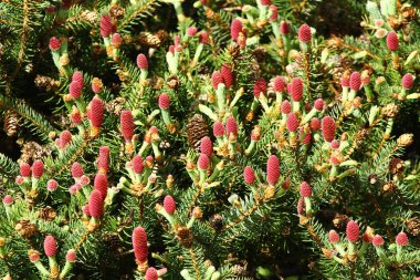 Dwarf White Spruce ya da Picea glauca var üzerinde bahar konileri ortaya çıkıyor. Büyükanne. 