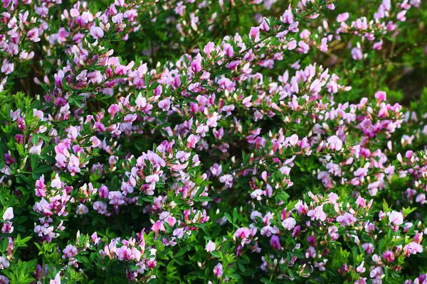 Yoğun Pembe ve Beyaz İndigofera Çalı Çiçek Mevsiminde