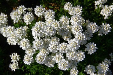 Çiçek açan Beyaz Şeker Kümesi, ya da İberis Sempervirens, Bahar Bahçesi Işığında Çiçekler