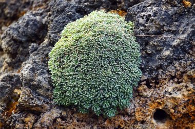 Sıkıştırılmış Yeşil Yastık Bitkisi Kuru Dağ Habitatında Rocky yüzeyinde büyüyor