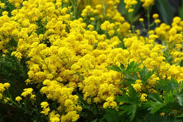 Parlak Sarı Alyssum Çiçekleri gür bir bahar bahçesinde yoğun bir şekilde çiçek açıyor