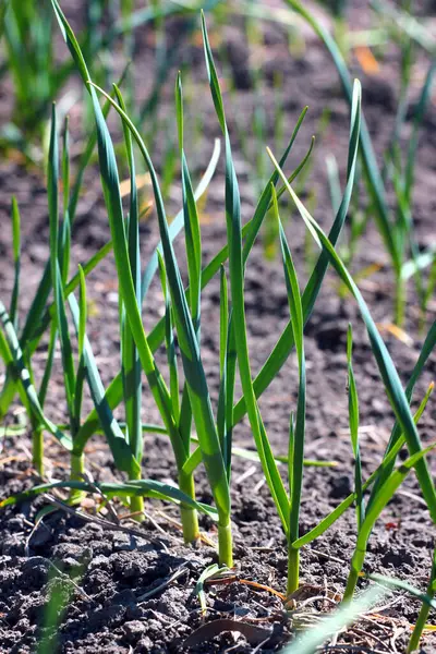 Genç yeşil sarımsak bitkileri koyu verimli topraklarda sıra sıra yetişiyor.
