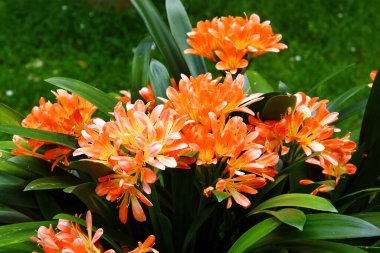 Çiçekli portakal çiçeği, ya da yeşil yaprakların altında Clivia minyatürü.