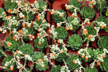 Çiçek açan echeveria, fidanlıklarda sulanıyor.