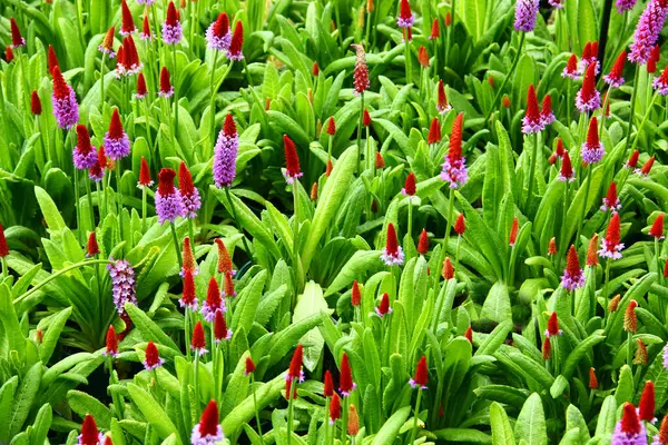 Kırmızı ve mor sivri uçlu yoğun Primula vialii çiçekleri