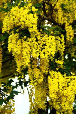 Asılan sarı çiçeklerle çiçeklenmiş altın zincir ağacı