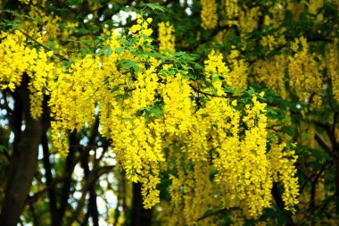 Asılan sarı çiçeklerle çiçeklenmiş altın zincir ağacı