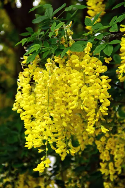 Asılan sarı çiçeklerle çiçeklenmiş altın zincir ağacı