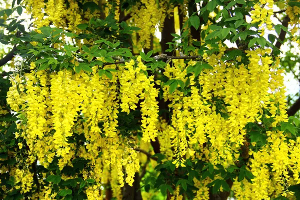 Asılan sarı çiçeklerle çiçeklenmiş altın zincir ağacı