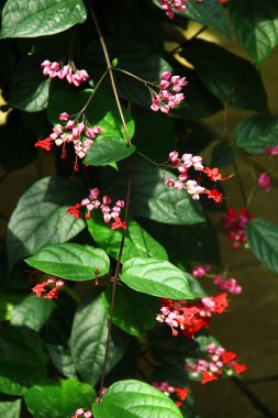 Klerodendrum tomsoniae sarmaşığı. Parlak yeşil yaprakların arasında açan kırmızı ve pembe çiçek kümeleri.