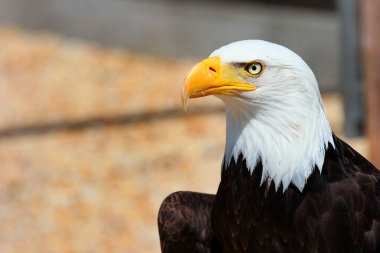 Side profile of a bald eagle with sharp beak and intense gaze in bright outdoor setting