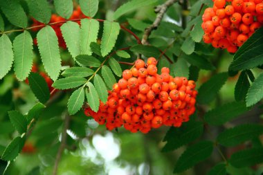 Bright Orange Rowan Berry 'nin Yakın Çekimi Yazın Sonlarında Yeşil Yapraklar Arasında Asılı