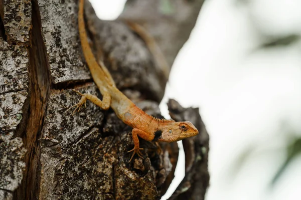 Asia Chameleon Tree — Stock Photo, Image