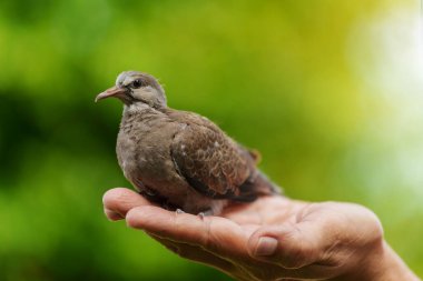 Yavru yeşil bir arka planda el ele daldı.