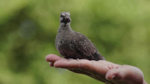 鸽子宝宝手牵着一只绿色背景的鸽子 — 图库视频影像