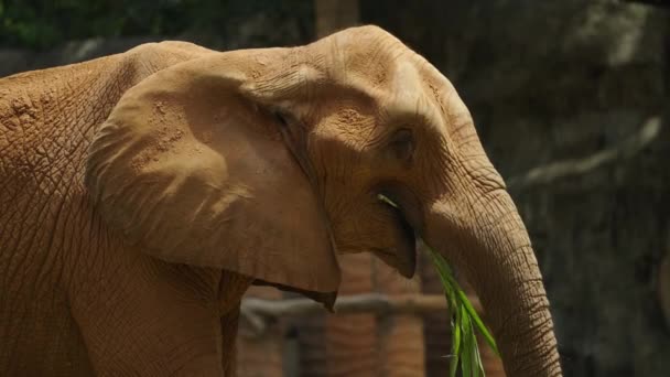 African Elephant Loxodonta Africana Eating Green Grass — Stock Video
